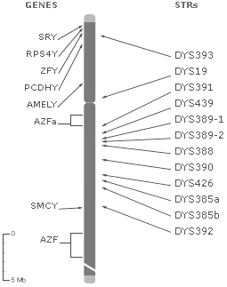 Y-Chromosome Diagram